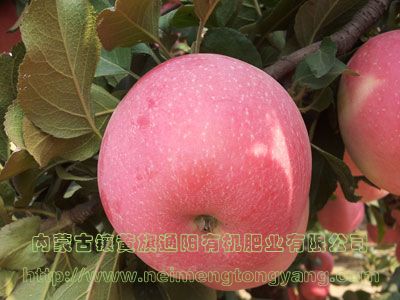 棲霞蘋果