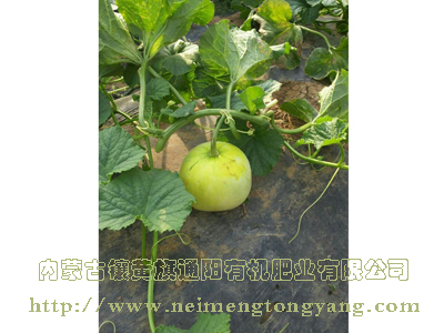 馬連莊甜瓜