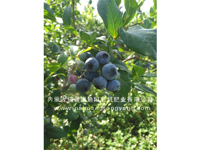 山東藍(lán)莓