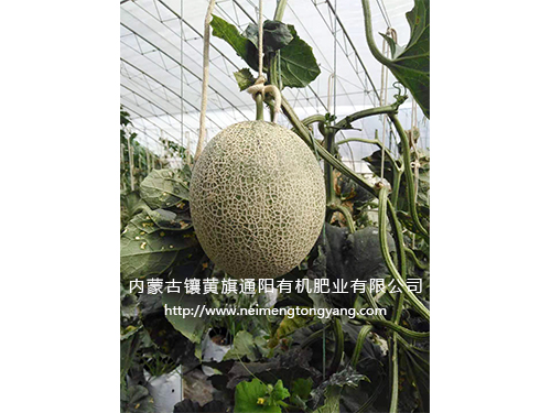 網(wǎng)紋瓜（日本品種）